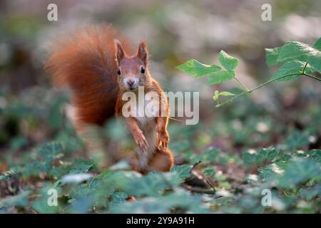 Un écureuil rouge vif se dresse au milieu d'un feuillage vert, mettant en valeur sa queue vibrante et son expression curieuse. Capturé dans un bois serein et naturel Banque D'Images