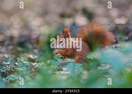 Un écureuil rouge vif est vu dans une forêt dense et verte, dégustant une noix. Le feuillage luxuriant et le cadre naturel offrent une toile de fond sereine pour ce charme Banque D'Images