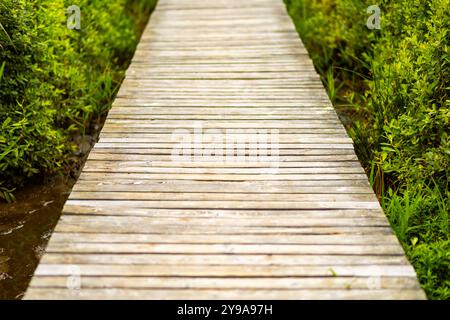 Le sentier, en bois altéré, guide les visiteurs à travers une végétation vibrante, créant une atmosphère paisible dans la réserve naturelle sereine. Banque D'Images
