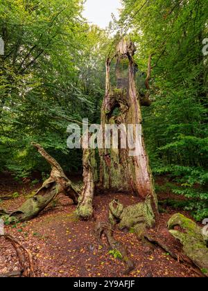 Abgestorbener Baumstamm im Urwald Sababurg, Gutsbezirk Reinhardswald Hofgeismar Hessen Deutschland *** tronc d'arbre mort dans la forêt primitive de Sababurg, district de domaine de Reinhardswald Hofgeismar Hesse Allemagne Banque D'Images