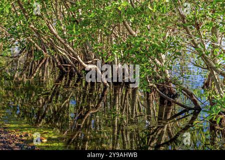 Dense végétation de mangrove reflétée dans les eaux calmes de la côte de Rio de Janeiro, Brésil, Rio de Janeiro, Brésil, Amérique du Sud Banque D'Images