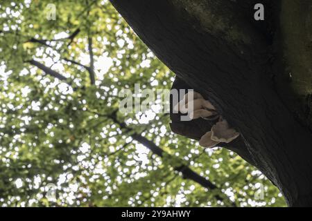 Moisissures de hêtre annelées (Oudemansiella mucida) sur vieux hêtre cuivré (Fagus sylvatica), Emsland, basse-Saxe, Allemagne, Europe Banque D'Images