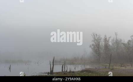 Brouillard tôt le matin, paysage dans et autour de Wittmoor, Norderstedt, Schleswig-Holstein, Allemagne, Europe Banque D'Images