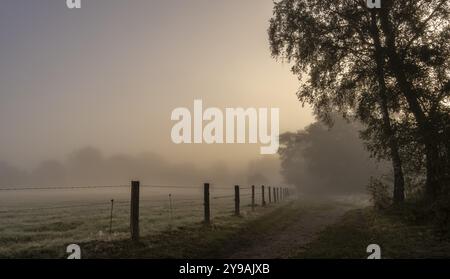 Brouillard tôt le matin, paysage dans et autour de Wittmoor, Norderstedt, Schleswig-Holstein, Allemagne, Europe Banque D'Images