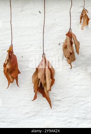 Image conceptuelle d'automne de feuilles mortes sèches et fanées suspendues contre Un mur blanc Banque D'Images