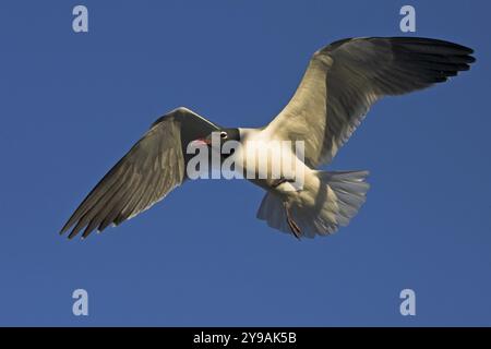 Mouette aztèque, (Larus atricilla), Sarasota, Floride, États-Unis, Amérique du Nord Banque D'Images