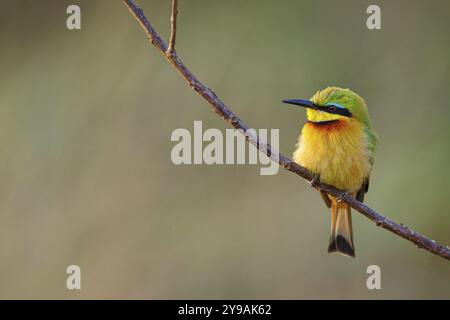 Pygmée mangeuse d'abeilles, (Merops pusillus), sur perche, Afrique, Afrique du Sud, KwaZulu-Natal, famille des mangeurs d'abeilles, (Merops apiaster), réserve de gibier d'Ithala, Louwsburg Banque D'Images