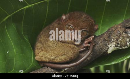 Singe tarsier (Tarsius Syrichta) sur arbre dans un environnement naturel de jungle, Philippines. Île de Bohol Banque D'Images