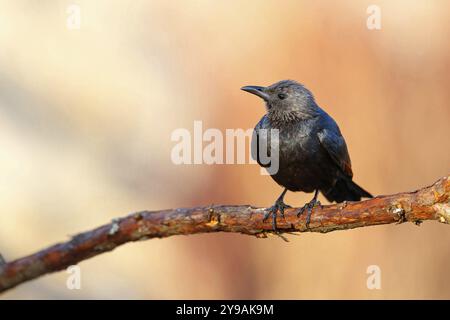 Un Starling à ailes rouges sur une perche, (Onychognathus morio), Afrique, Afrique du Sud, KwaZulu-Natal, Giant's Castle Hide, municipalité locale d'Imbabazane, KwaZ Banque D'Images