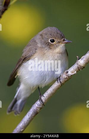 Little Flycatcher, rare songbird, (Ficedula parva), Europe, Allemagne, Heligoland Island, genre de Cave Flycatcher, site de perche, Heligoland, Schleswig Banque D'Images