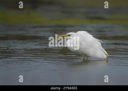 Grands canards à aigrette blanche Banque D'Images