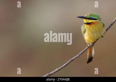 Pygmée mangeuse d'abeilles, (Merops pusillus), sur perche, Afrique, Afrique du Sud, KwaZulu-Natal, famille des mangeurs d'abeilles, (Merops apiaster), réserve de gibier d'Ithala, Louwsburg Banque D'Images