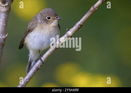 Little Flycatcher, rare songbird, (Ficedula parva), Europe, Allemagne, Heligoland Island, genre de Cave Flycatcher, site de perche, Heligoland, Schleswig Banque D'Images