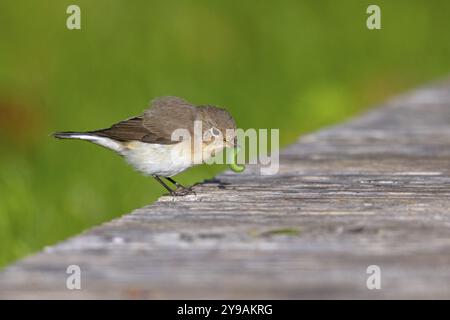 Little Flycatcher, rare songbird, (Ficedula parva), Europe, Allemagne, Heligoland Island, genre de Cave Flycatcher, site de perche, Heligoland, Schleswig Banque D'Images