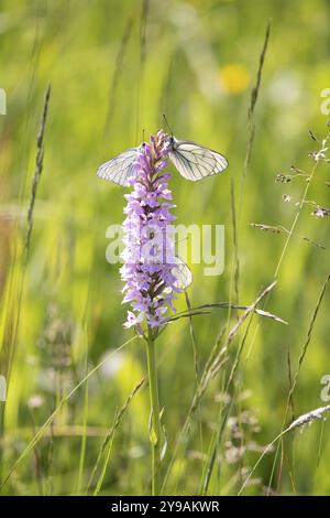 Orchidée ponctuée de landes (Dactylorhiza maculata), papillon blanc (Aporia crataegi), plusieurs mites visitant une fleur au soleil, Forêt Noire Banque D'Images