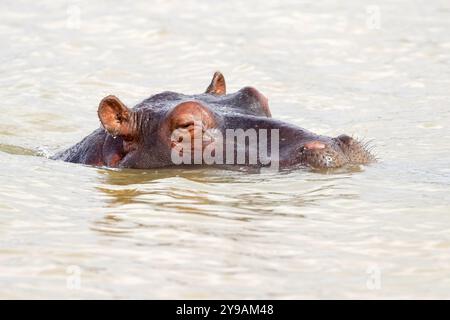 Hippopotamus (Hippopotamus amphibius), iSimangaliso Wetland Park, tous Lucia, KwaZulu-Natal, South Africa, Afrique Banque D'Images