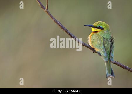 Pygmée mangeuse d'abeilles, (Merops pusillus), sur perche, Afrique, Afrique du Sud, KwaZulu-Natal, famille des mangeurs d'abeilles, (Merops apiaster), réserve de gibier d'Ithala, Louwsburg Banque D'Images