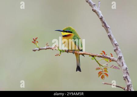 Pygmée mangeur d'abeilles, (Merops pusillus), sur perche, mangeur d'abeilles, Afrique, Afrique du Sud, KwaZulu-Natal, famille des mangeurs d'abeilles, (Merops apiaster), réserve de gibier de Mkuze Banque D'Images