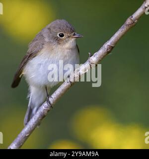 Little Flycatcher, rare songbird, (Ficedula parva), Europe, Allemagne, Heligoland Island, genre de Cave Flycatcher, site de perche, Heligoland, Schleswig Banque D'Images