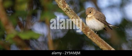 Little Flycatcher, rare songbird, (Ficedula parva), Europe, Allemagne, Heligoland Island, genre de Cave Flycatcher, site de perche, Heligoland, Schleswig Banque D'Images