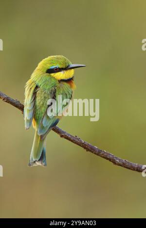 Pygmée mangeuse d'abeilles, (Merops pusillus), sur perche, Afrique, Afrique du Sud, KwaZulu-Natal, famille des mangeurs d'abeilles, (Merops apiaster), réserve de gibier d'Ithala, Louwsburg Banque D'Images