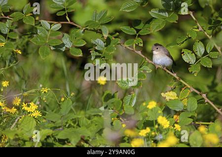 Little Flycatcher, rare songbird, (Ficedula parva), Europe, Allemagne, Heligoland Island, genre de Cave Flycatcher, site de perche, Heligoland, Schleswig Banque D'Images