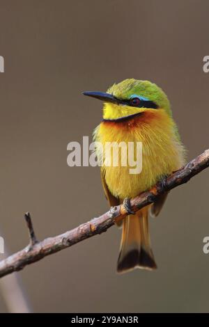 Pygmée mangeuse d'abeilles, (Merops pusillus), sur perche, Afrique, Afrique du Sud, KwaZulu-Natal, famille des mangeurs d'abeilles, (Merops apiaster), réserve de gibier d'Ithala, Louwsburg Banque D'Images