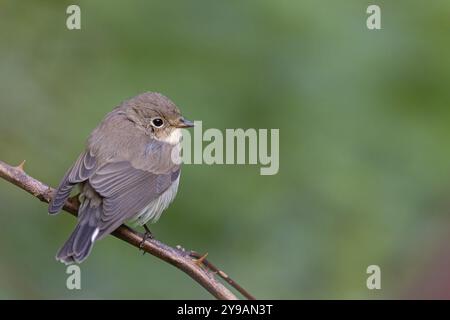 Little Flycatcher, rare songbird, (Ficedula parva), Europe, Allemagne, Heligoland Island, genre de Cave Flycatcher, site de perche, Heligoland, Schleswig Banque D'Images