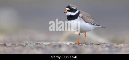 Pluvier annelé (Charadrius hiaticula), échassier, famille des pluviers, Longyearbyen, Svalbard Spitzberg, Norvège, Europe Banque D'Images