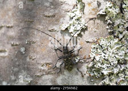 Petite longicorne marmorée blanche (Monochamus sutor), sur le tronc d'arbre entre les lichens, Parc National de la Forêt Noire, Bade-Wuertemberg, Allemagne, Europe Banque D'Images
