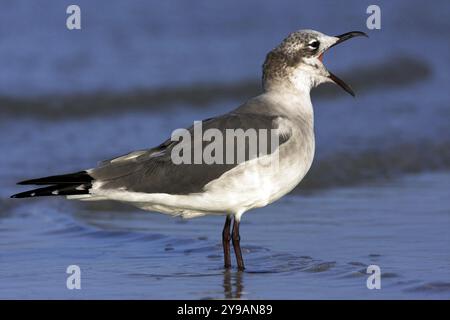 Mouette aztèque (Larus atricilla), ft. De Soto Park, composé Petersburg, Floride, USA, Amérique du Nord Banque D'Images