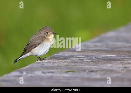 Little Flycatcher, rare songbird, (Ficedula parva), Europe, Allemagne, Heligoland Island, genre de Cave Flycatcher, site de perche, Heligoland, Schleswig Banque D'Images