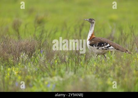 Outarde de Kaffir, (Ardeotis denhami, Neotis denhami), outardes, oiseaux, Africa, South Africa, KwaZulu-Natal, iSimangaliso Wetland Park, créé Lucia, KwaZul Banque D'Images