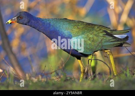 Tétras violet, (Porphyrio porphyrio), Shark Valley, Everglades NP, Everglades, Floride, États-Unis, Amérique du Nord Banque D'Images