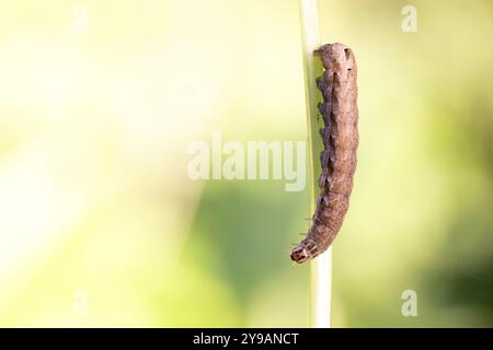 Sous-aile jaune (Noctua Comes), chenille sur tige, Rhénanie du Nord-Westphalie, Allemagne, Europe Banque D'Images