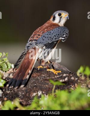 Le Kestrel américain est un petit faucon. Cet oiseau était familièrement connu en Amérique du Nord sous le nom de Sparrow Hawk Banque D'Images