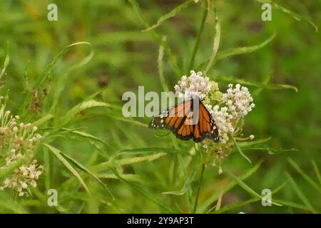 Papillon rouge sur une fleur en fleur dans un jardin pollinisant loin, effet de filtre de pixel d'eau pour faire ressembler la photo à une aquarelle. Banque D'Images