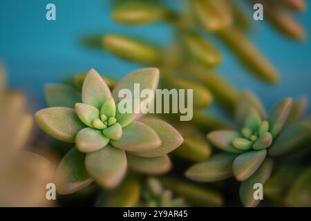 Sedum succulente plante d'intérieur ornementale gros plan détail motif feuilles de couleur verte chaude Banque D'Images