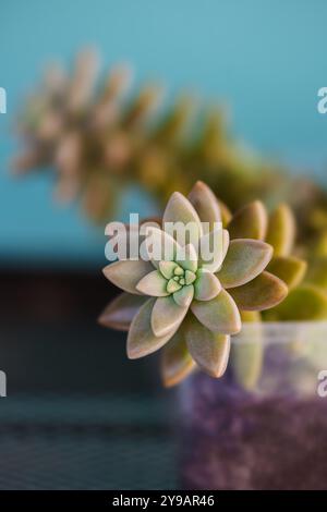 Sedum plante d'intérieur ornementale succulente gros plan détail motif feuilles de couleur chaude vert orientation verticale Banque D'Images