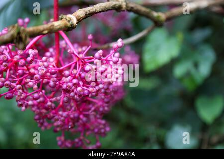 Gros plan de Medinilla speciosa, une plante épiphyte pérenne rose brigt du genre Medinilla de la famille des Melastomataceae. Mise au point sélective Banque D'Images