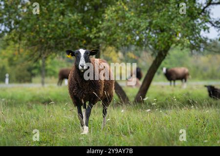 Un mouton debout dans un champ avec un arbre en arrière-plan. Moutons domestiques (Ovis aries). Visage d'un mouton regardant la caméra. Banque D'Images