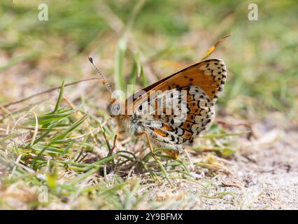 Glanville Fritillary - Melitaea cinxia Banque D'Images