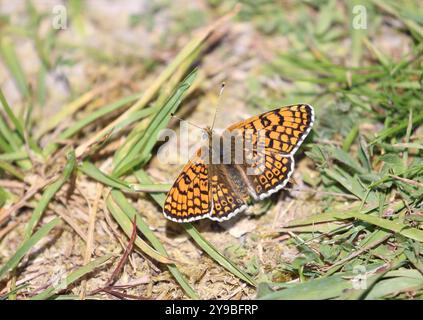 Glanville Fritillary mâle - Melitaea cinxia Banque D'Images