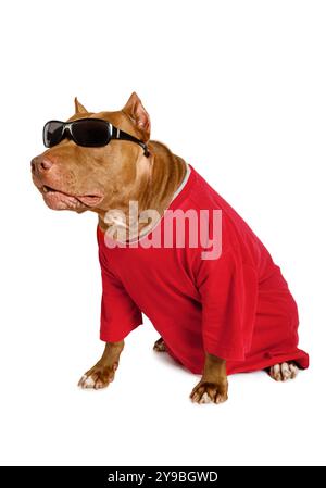 Chien American Pit Bull Terrier vêtu d'un t-shirt rouge, sur son cou une chaîne dorée et sur ses yeux des lunettes de soleil isolées sur fond blanc Banque D'Images