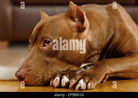 American Pit Bull Terrier chien allongé sur le sol avec sa muselière sur ses pattes dans le salon Banque D'Images