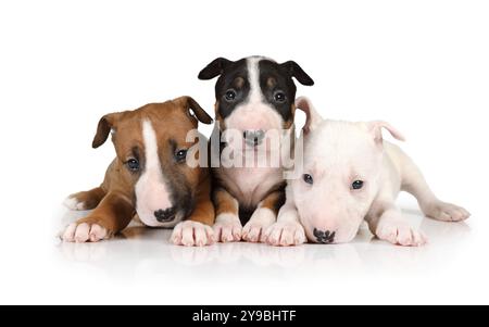 Trois chiots Bull Terrier miniature de différentes couleurs reposent sur un fond blanc Banque D'Images