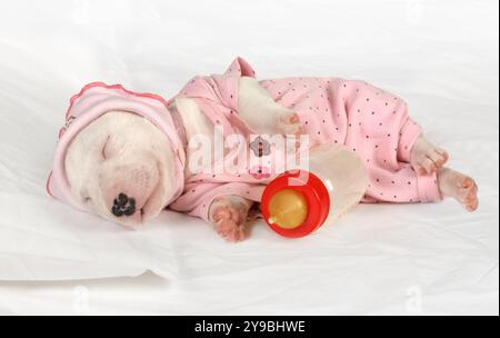 Le chiot Bull Terrier miniature d'un mois en pyjama dormant dans le berceau à côté d'un biberon pour nourrir les bébés Banque D'Images