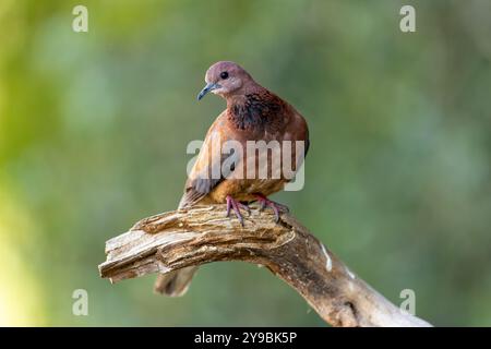 Colombe riante (Spilopelia senegalensis) Banque D'Images