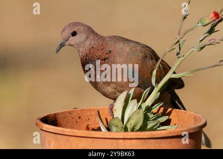 Colombe riante (Spilopelia senegalensis) debout sur un pot Banque D'Images