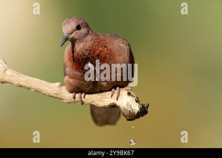 Colombe riante (Spilopelia senegalensis) Banque D'Images